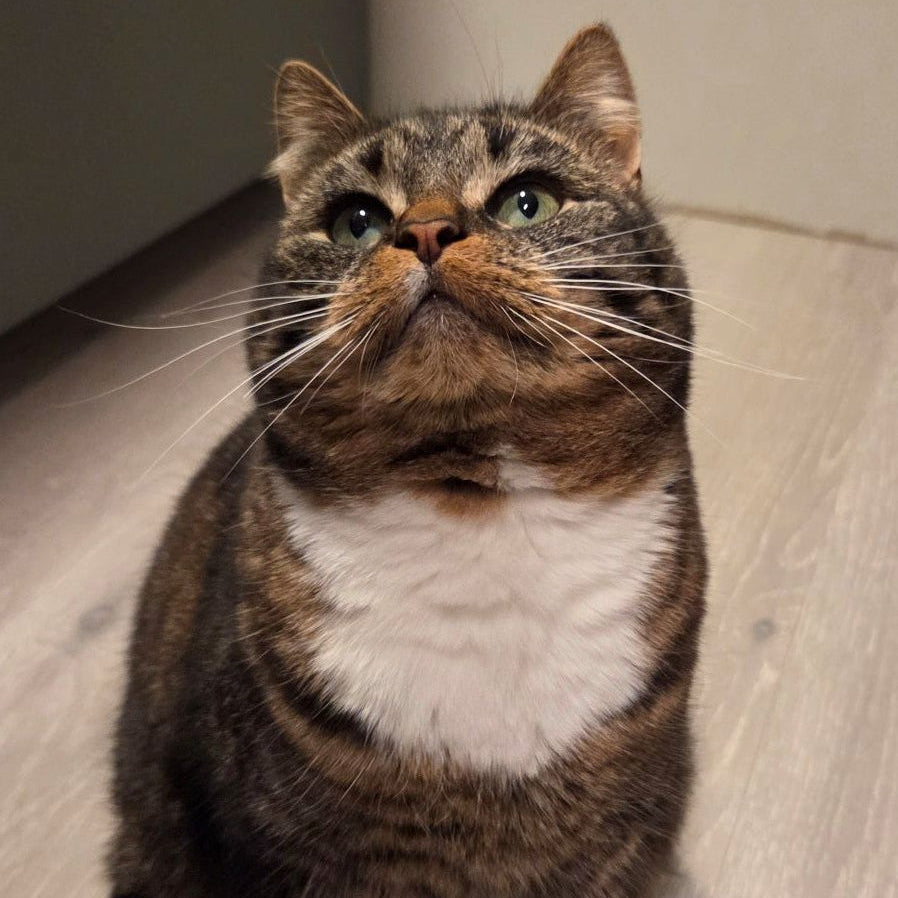 Sofie