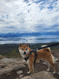 Zoorilo Hundesele Travel – bilde 4