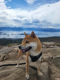 Zoorilo Hundesele Travel – bilde 3