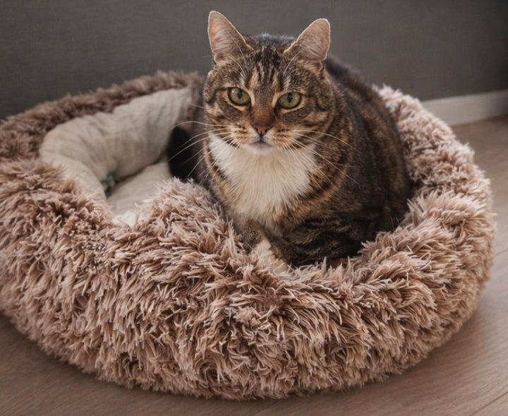 Zoorilo Katteseng Cozy