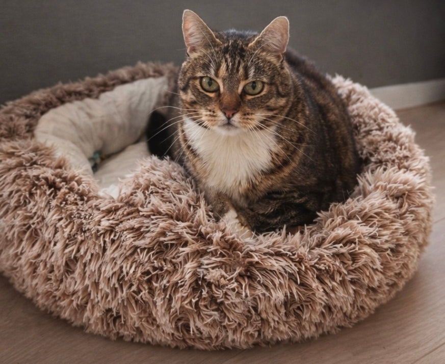 Zoorilo Katteseng Cozy